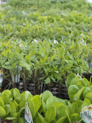 Semillas Tomates
