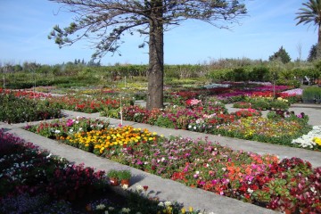 Árbol zona plantas exterior