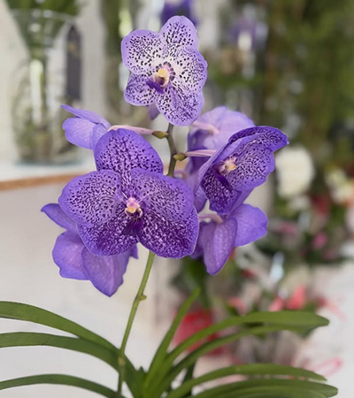 2_Orquídeas