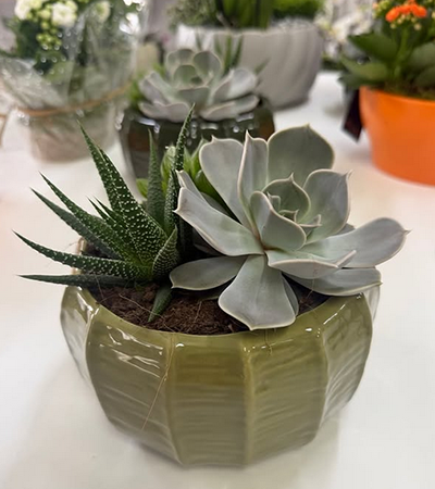 4_Cactus_verde